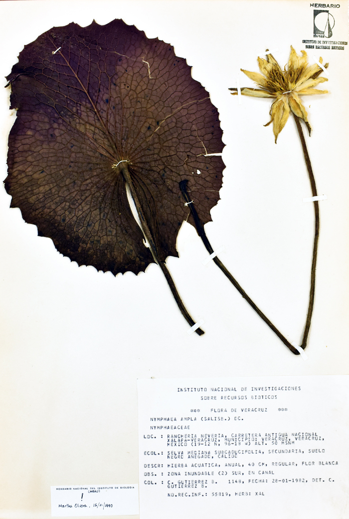 Nymphaea ampla